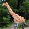 giraffe23_362x460h.jpg